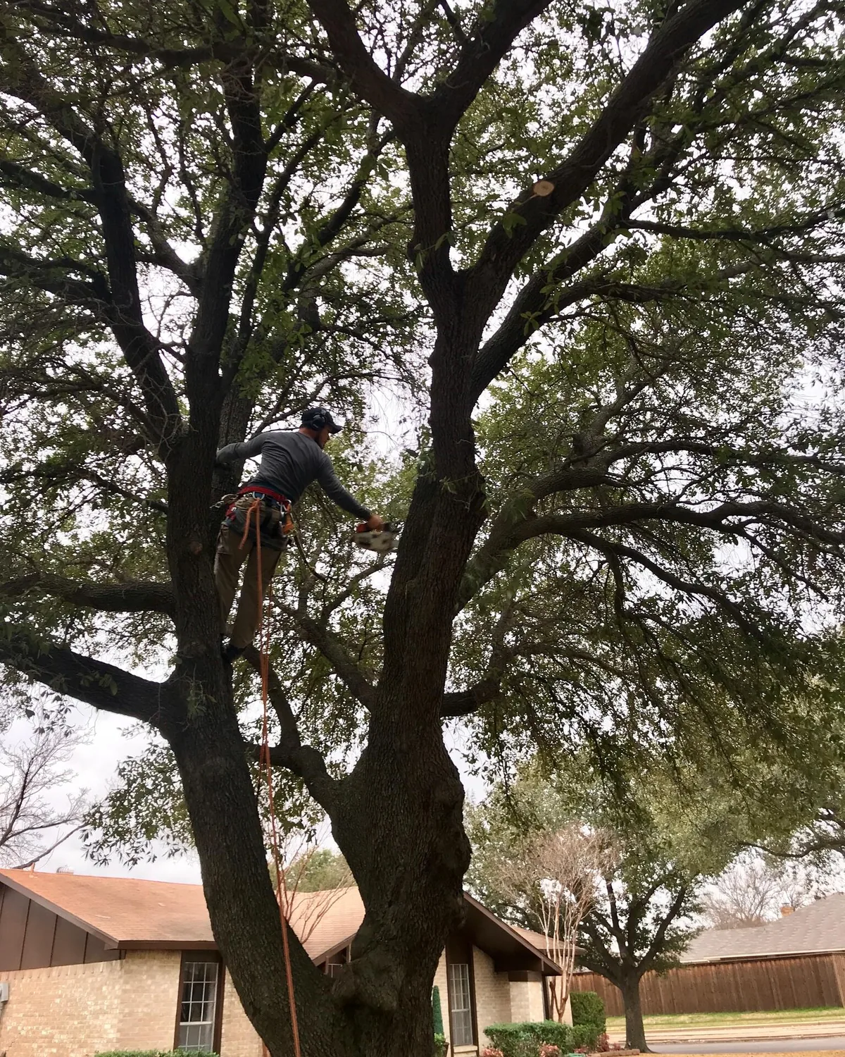 Guzman Brothers climber secured high in a mature tree
