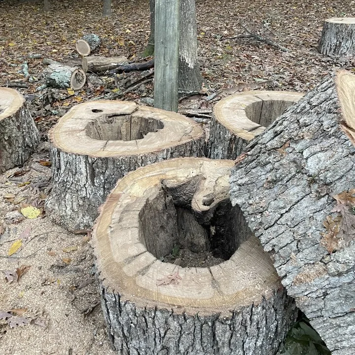 Cut hollow trunk sections and sawdust after residential tree removal work