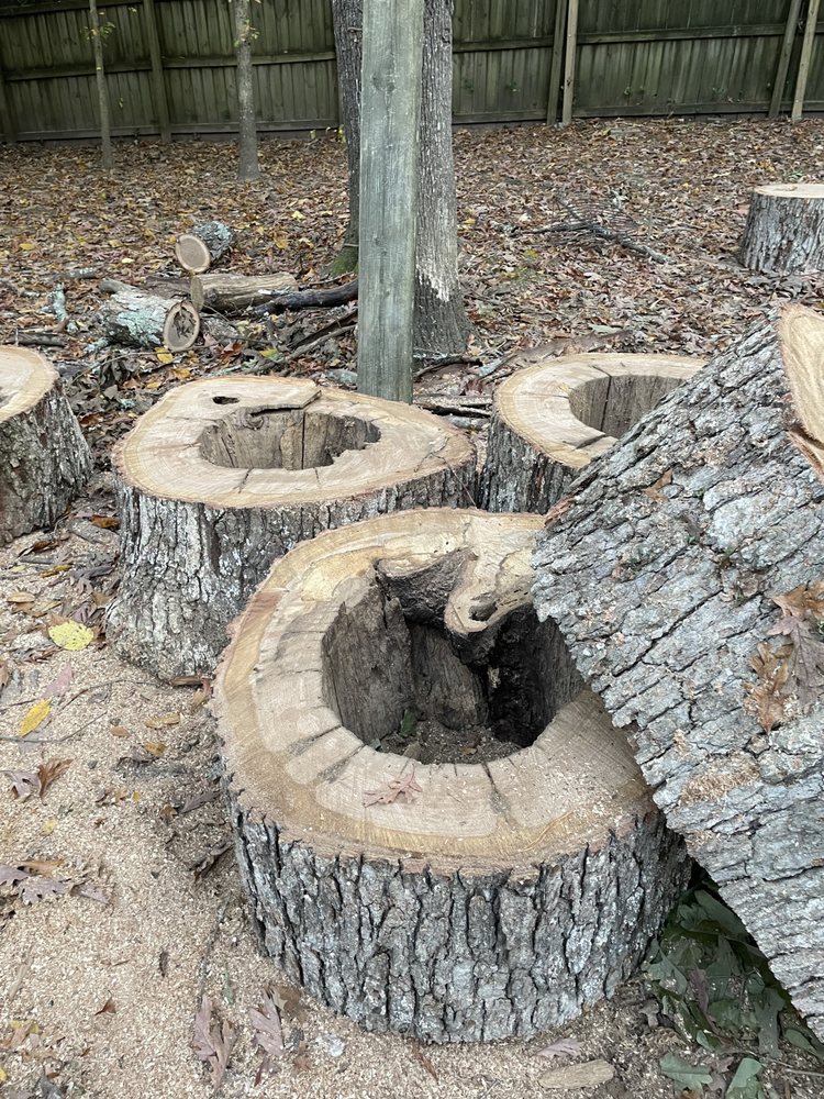 Cut hollow trunk sections and sawdust after removal work