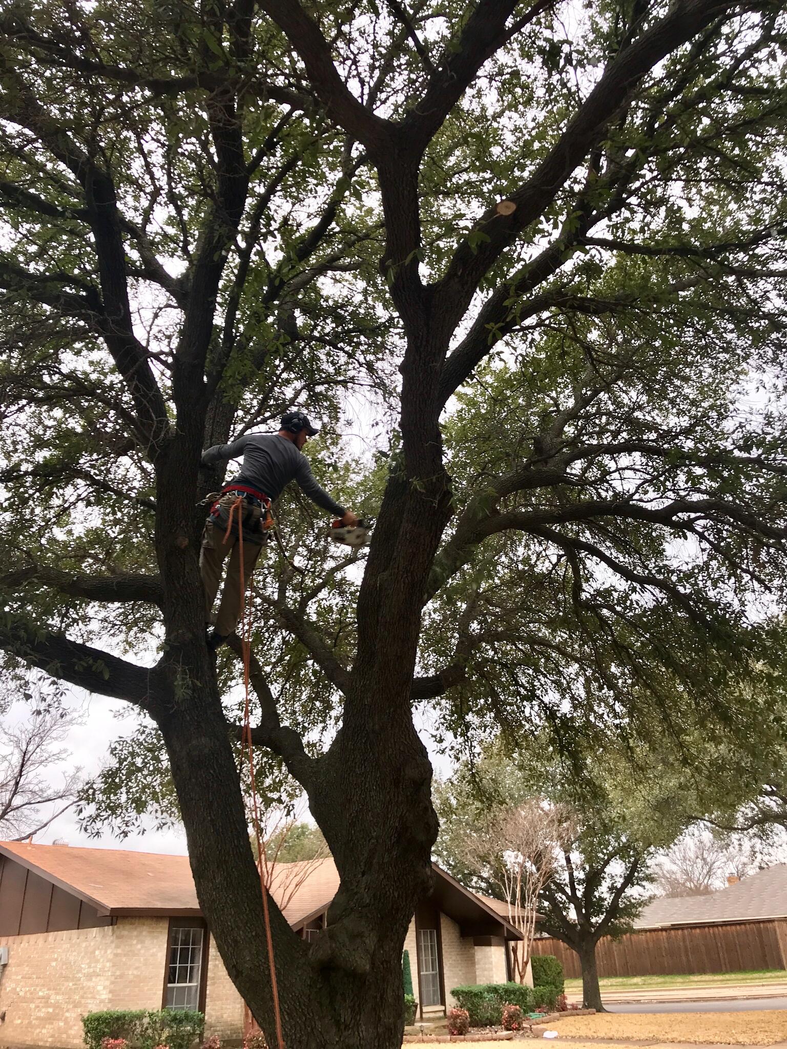 Secured climber working in a mature tree