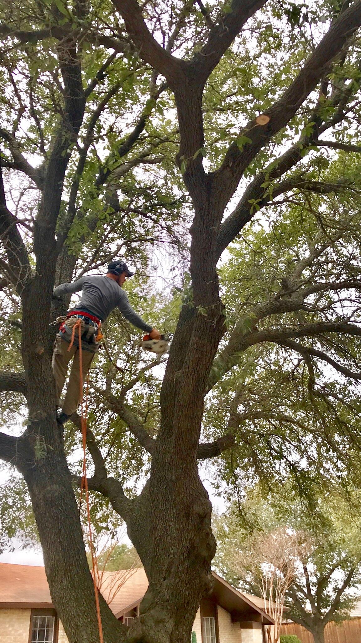 Guzman Brothers crew working together at a residential tree project