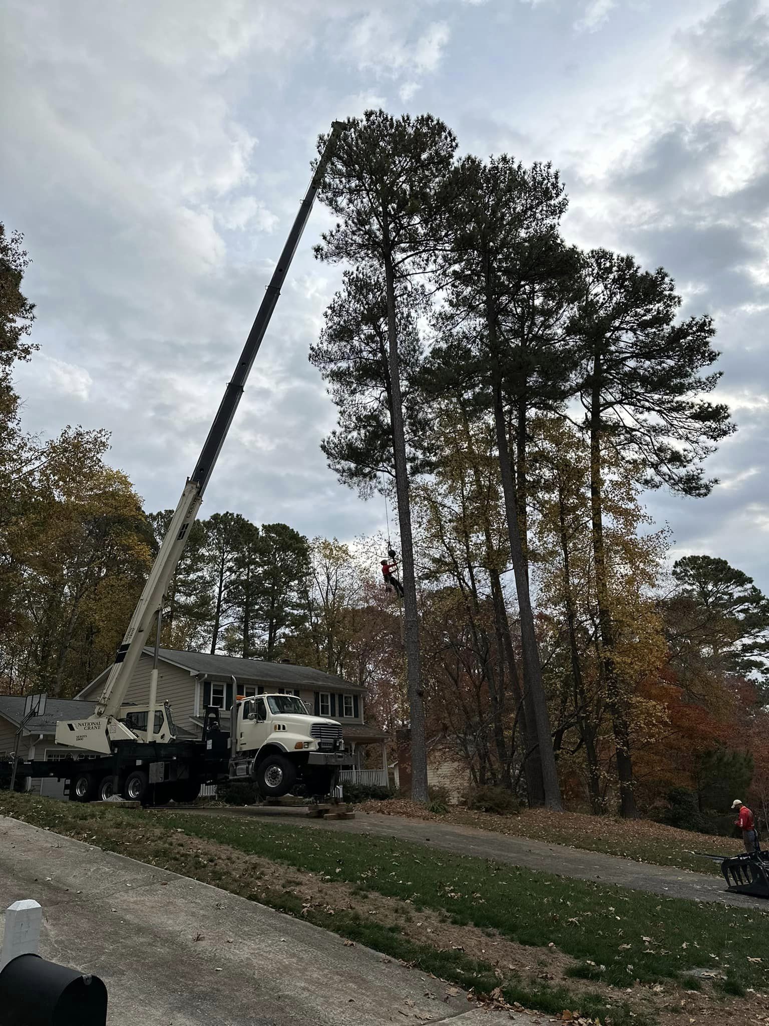 Crane boom extended into a mature tree canopy
