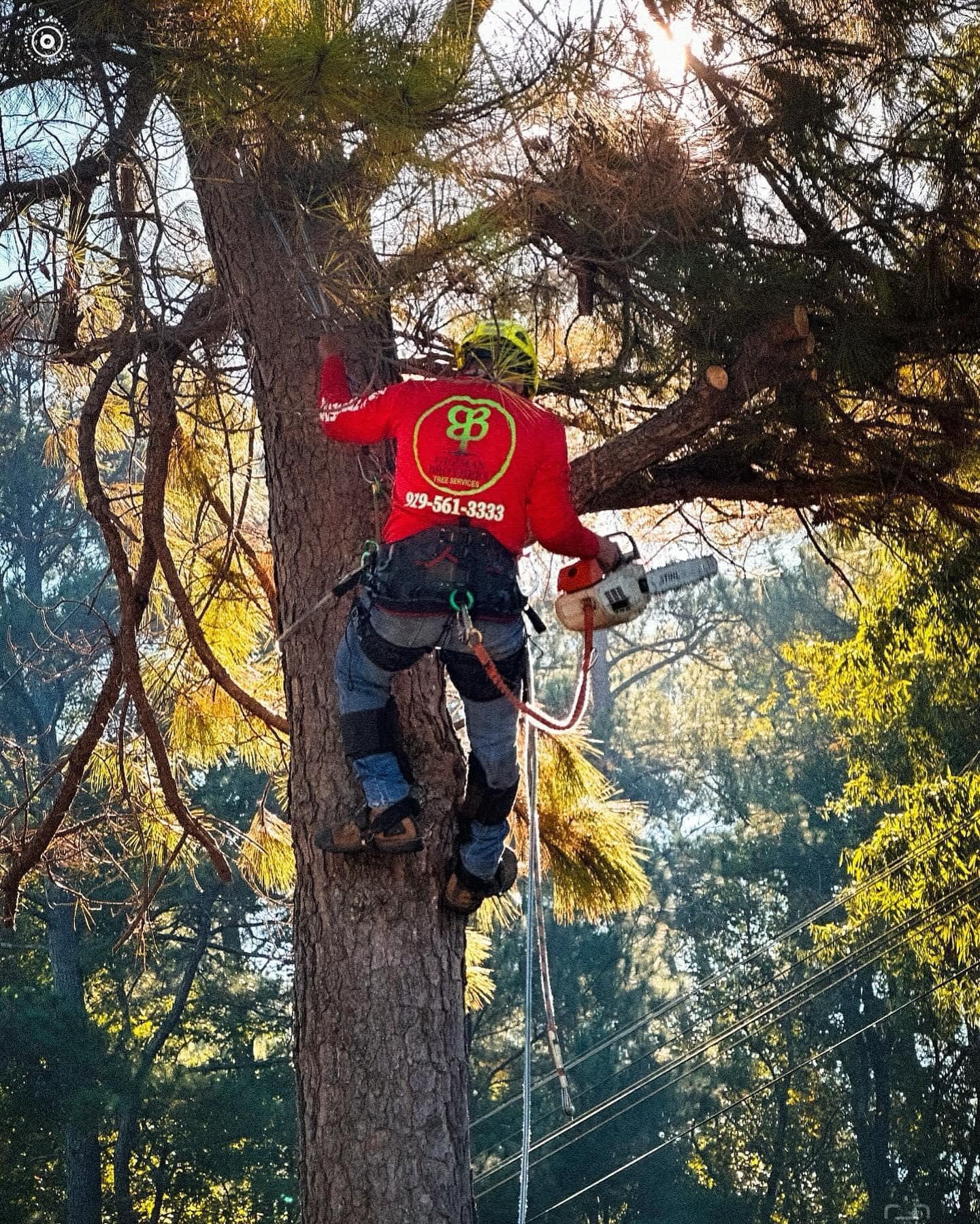 Tree climber working while secured high in a mature tree