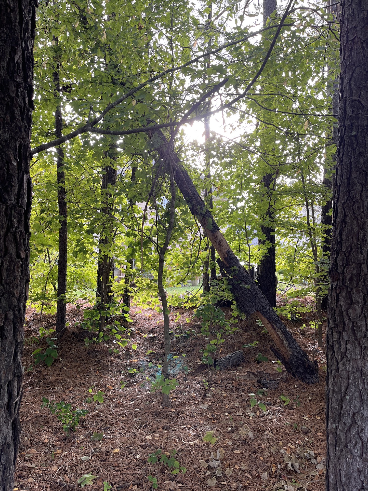 Large leaning tree being assessed for controlled tree work